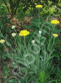 Achillea 'Schwellenberg'